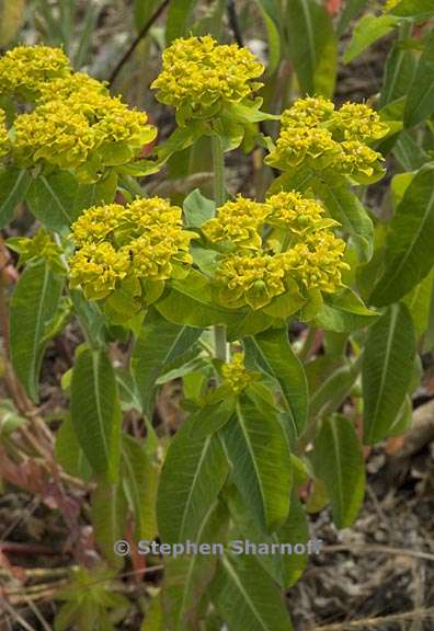 euphorbia oblongata 1 graphic